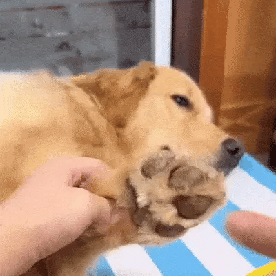 PawTrim Pro™ – Cura delle zampe senza dolore in pochi secondi