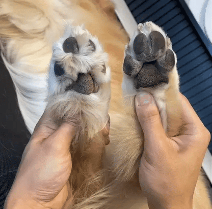 PawTrim Pro™ – Cura delle zampe senza dolore in pochi secondi