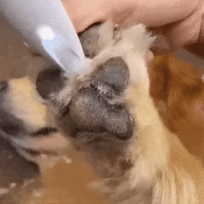 PawTrim Pro™ – Cura delle zampe senza dolore in pochi secondi